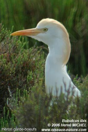 Western Cattle Egretadult breeding