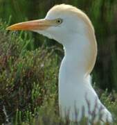 Western Cattle Egret