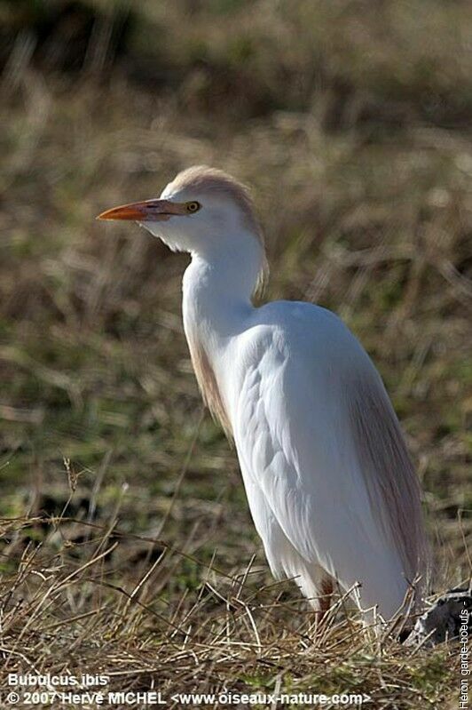 Western Cattle Egretadult