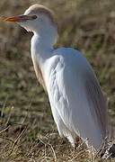 Western Cattle Egret