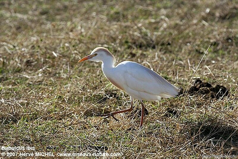 Western Cattle Egretadult