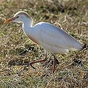 Western Cattle Egret