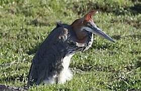 Goliath Heron