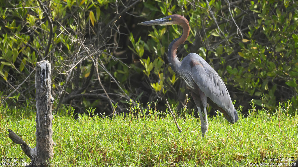 Goliath Heron