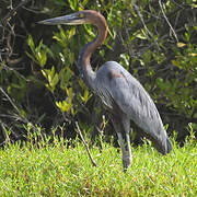 Goliath Heron