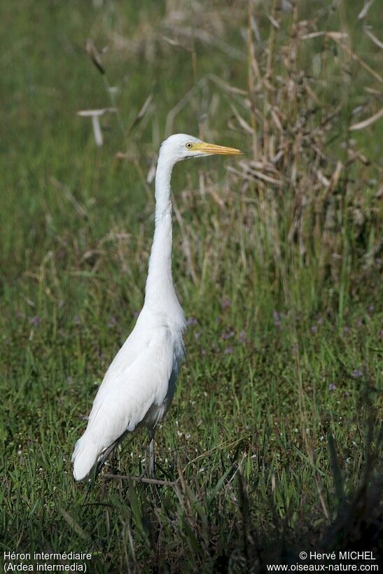 Medium Egret