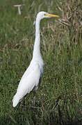 Medium Egret