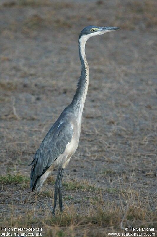 Black-headed Heronimmature