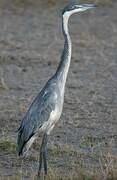 Black-headed Heron