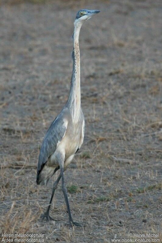 Black-headed Heronimmature