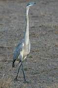 Black-headed Heron