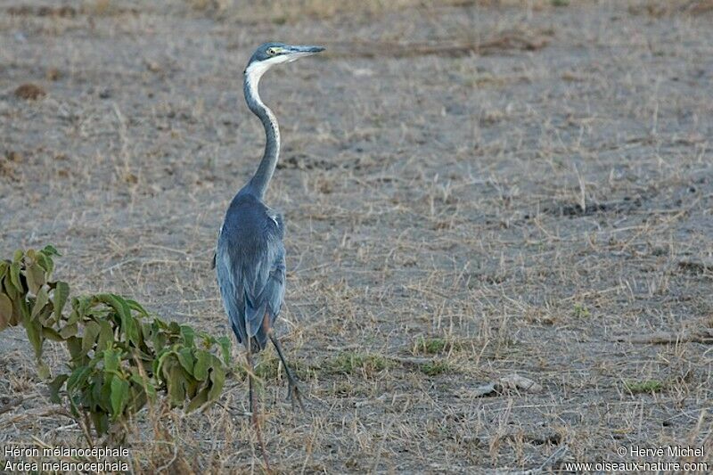 Black-headed Heronimmature