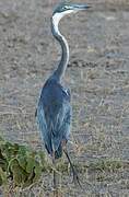 Black-headed Heron