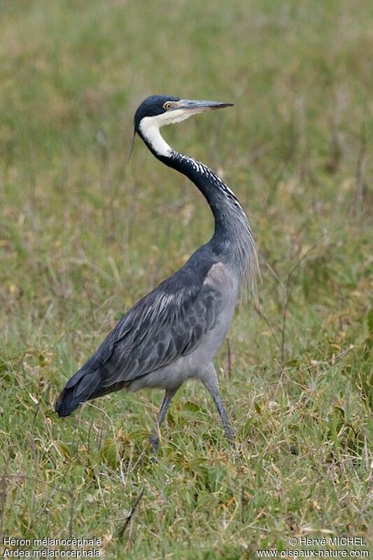 Black-headed Heron