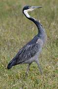 Black-headed Heron