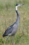 Black-headed Heron