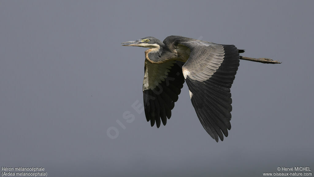 Black-headed Heron