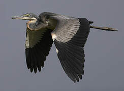 Black-headed Heron