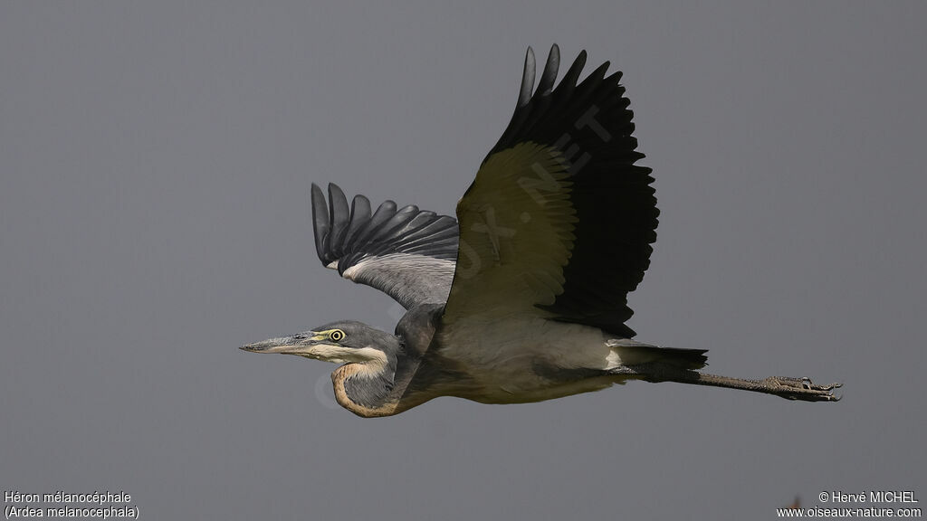 Black-headed Heron