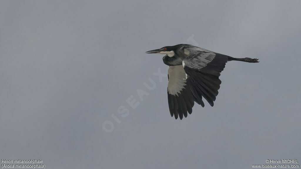 Black-headed Heronadult breeding