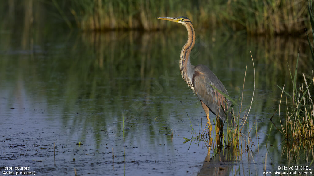 Purple Heron