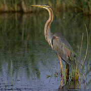 Purple Heron