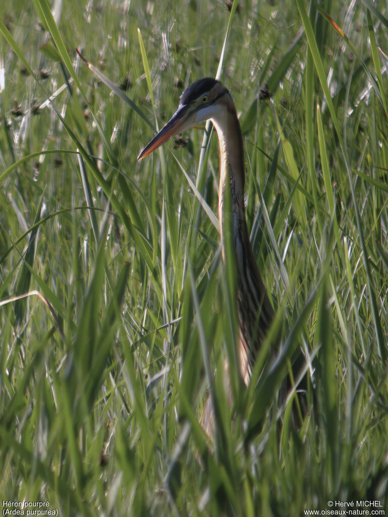 Purple Heron