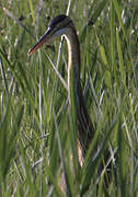 Purple Heron