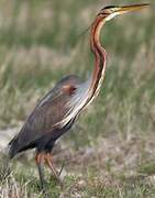 Purple Heron