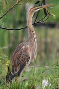 Purple Heron