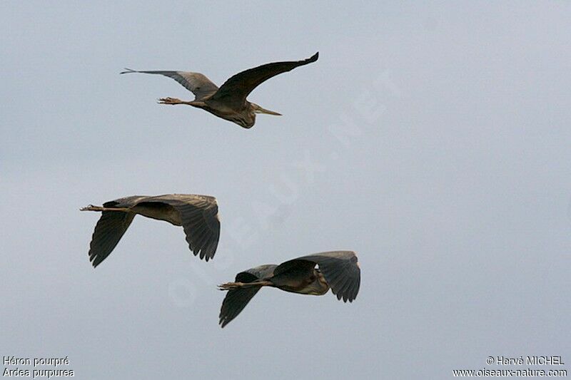 Purple Heronadult breeding, Flight