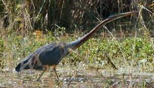 Purple Heron