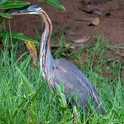 Purple Heron