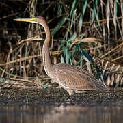 Purple Heron