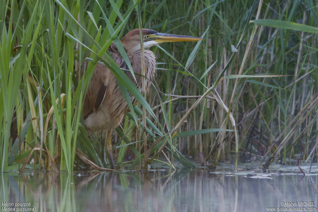 Purple Heron