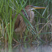 Purple Heron