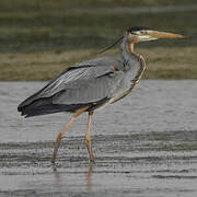 Purple Heron