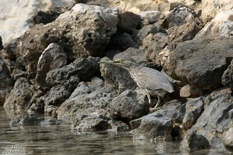 Héron striéimmature, habitat, camouflage, Comportement