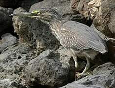 Striated Heron