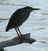 Striated Heron