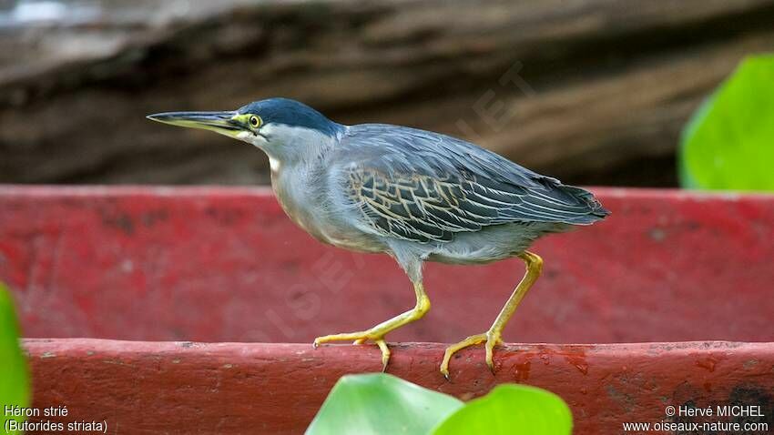 Striated Heronadult, Behaviour