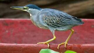 Striated Heron