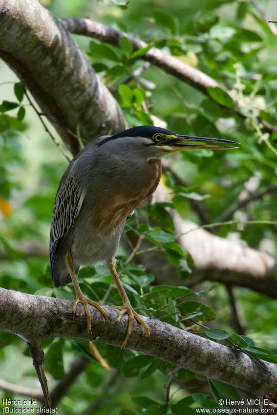 Striated Heron