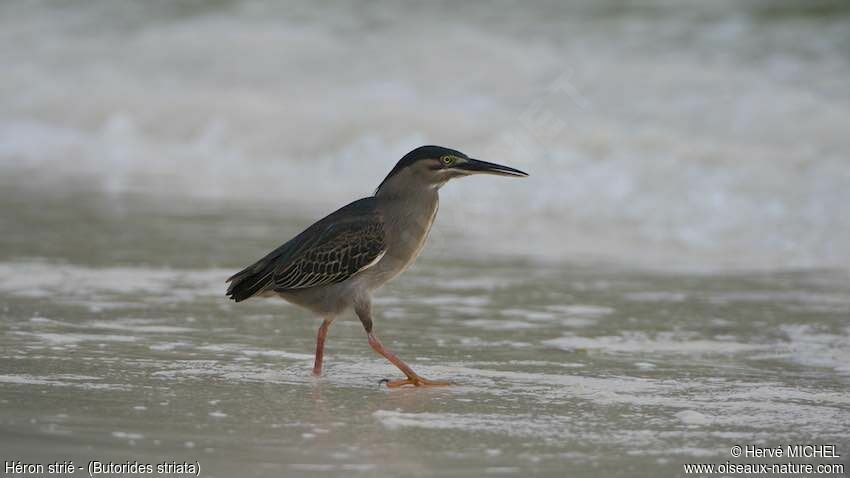 Striated Heron