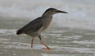 Striated Heron