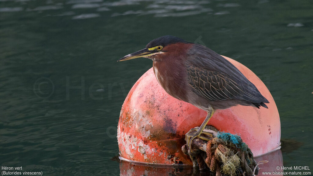 Green Heron