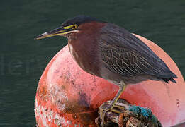 Green Heron