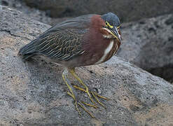 Green Heron