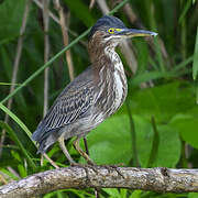 Green Heron