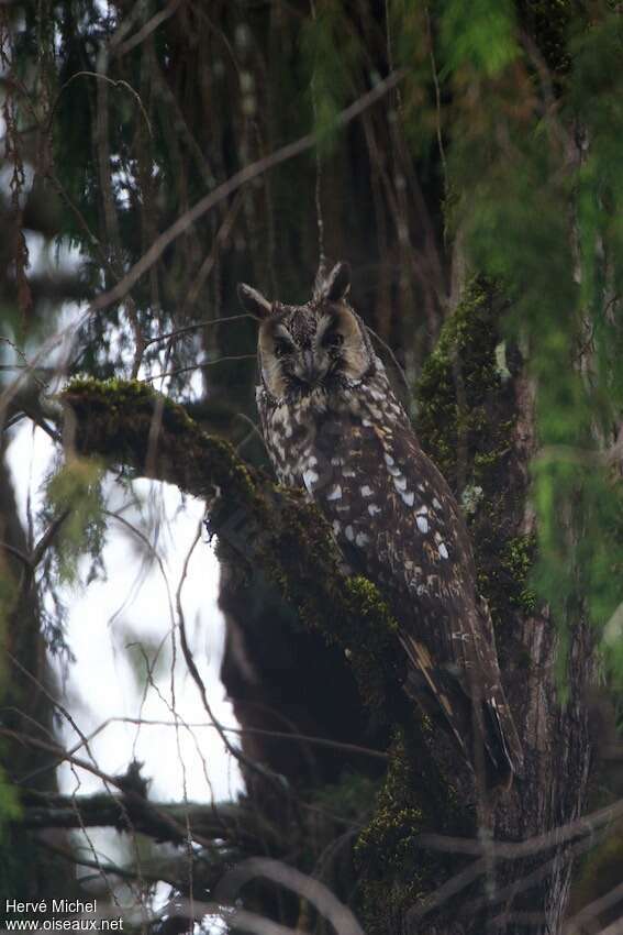 Hibou d'Abyssinieadulte, identification